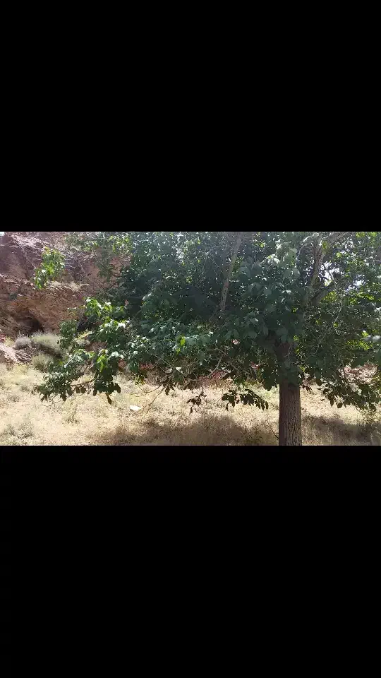 زمین باغی|فروش دفتر صنعتی، کشاورزی، تجاری|شاهین‌شهر, مسکن مهر|دیوار