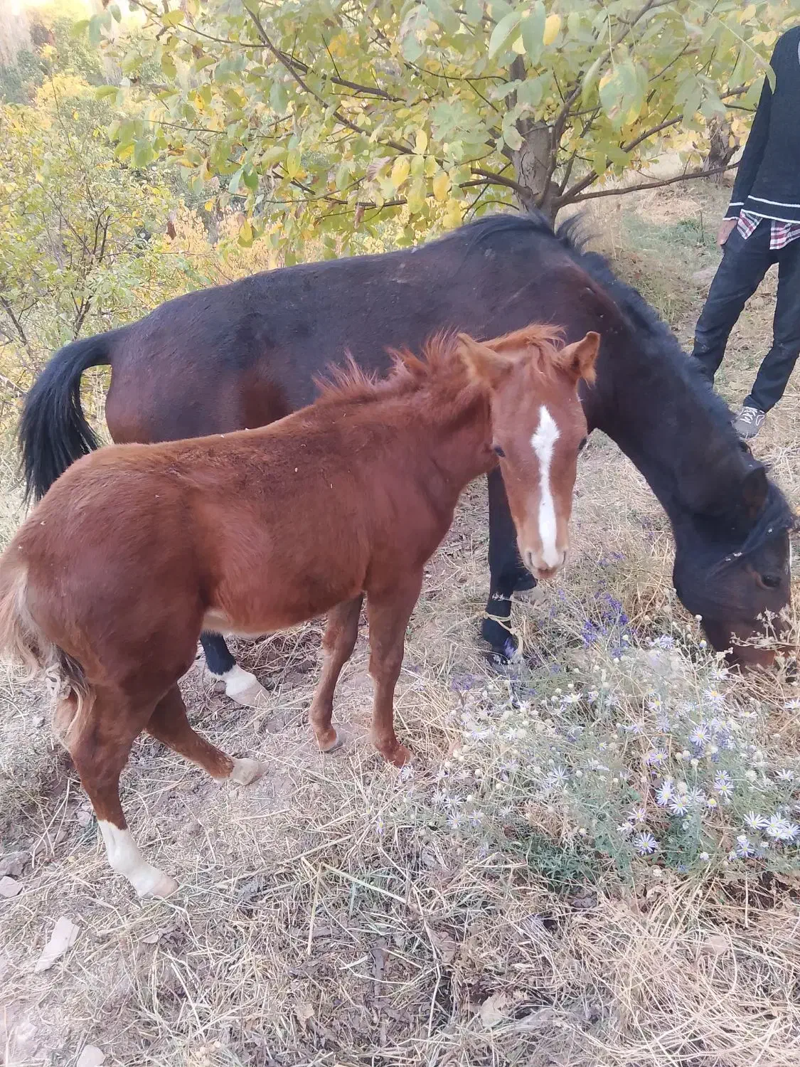 کره مدیون اسب|اسب و تجهیزات اسبسواری|چناران, |دیوار