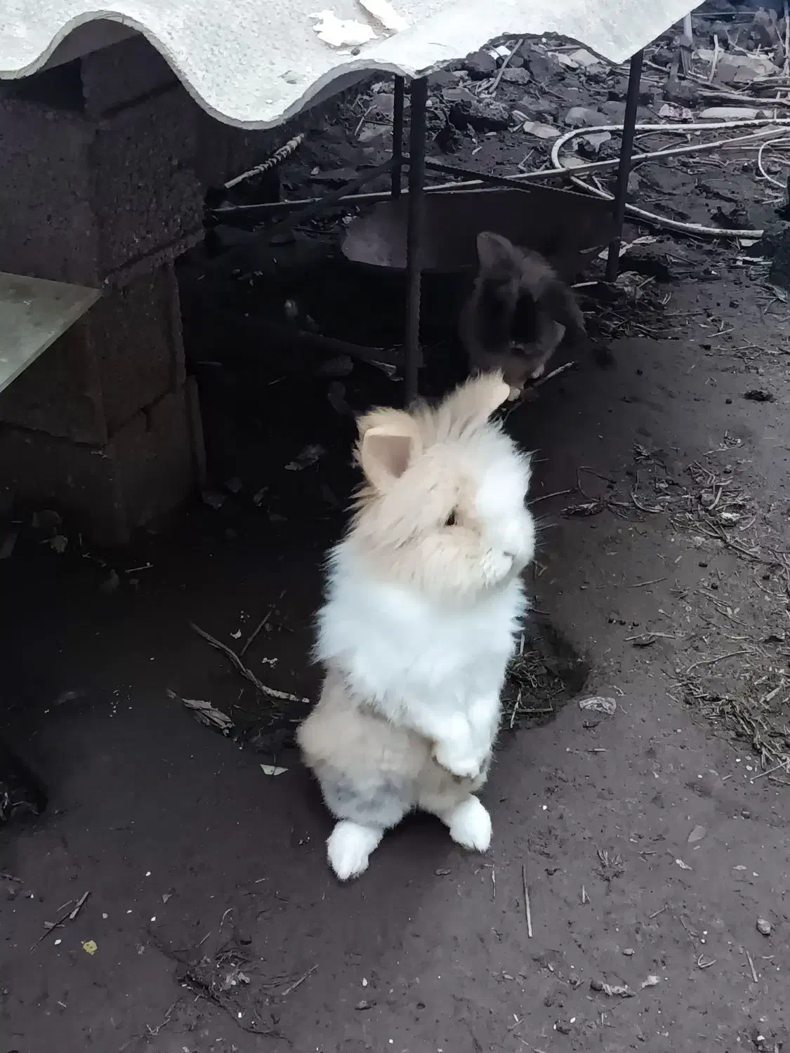 خرگوش|موش و خرگوش|رودسر, |دیوار