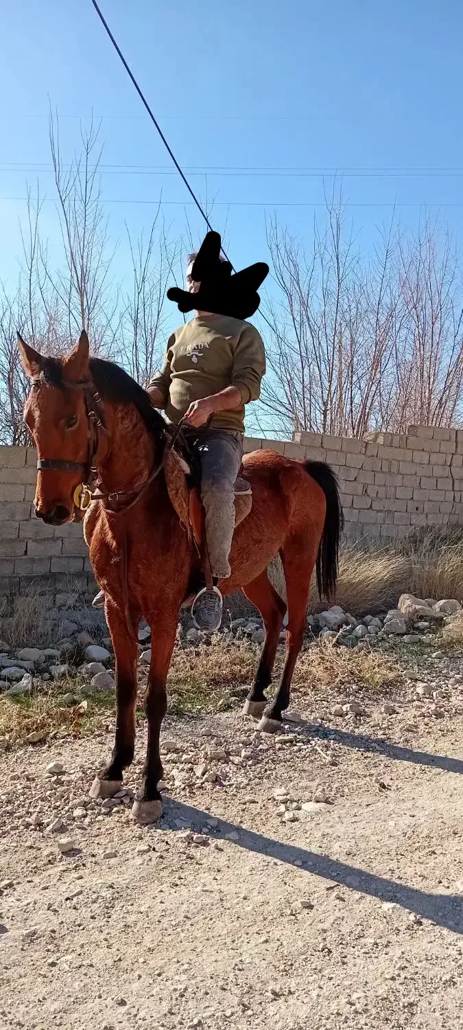 اسب|اسب و تجهیزات اسب‌سواری|کوار, |دیوار