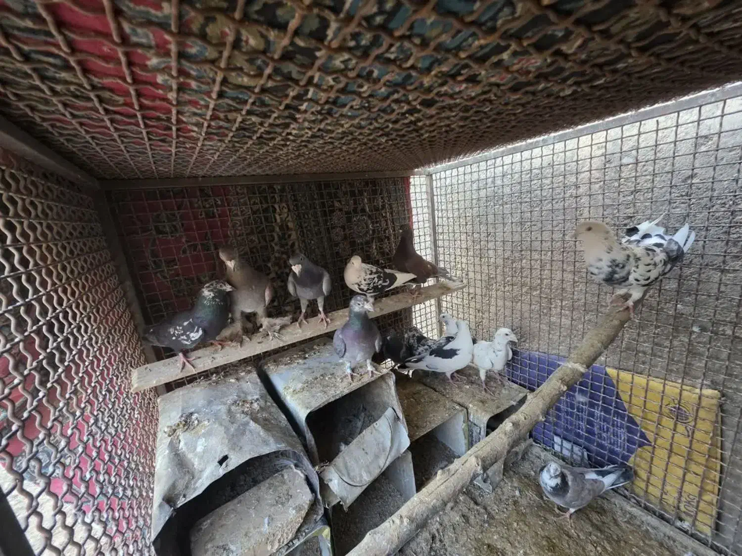 کفتر|پرنده|شاهرود, |دیوار