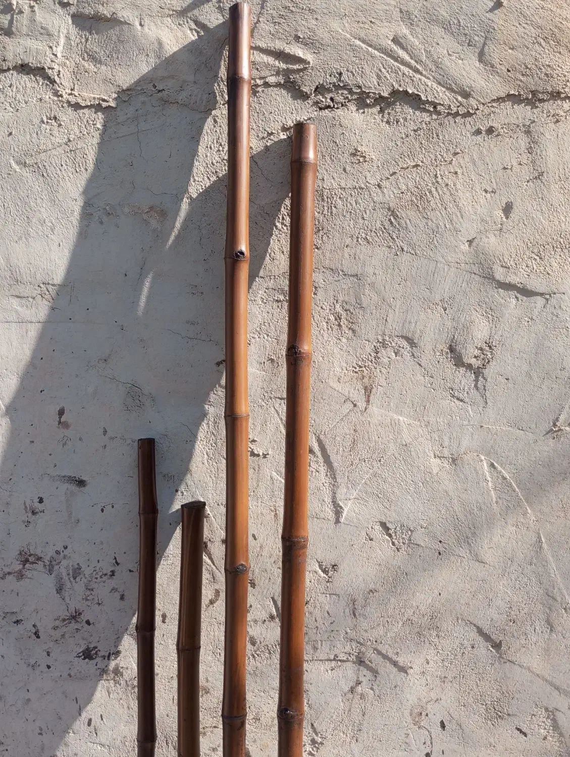 خزاان 2مترین|گل و گیاه طبیعی|شادگان, |دیوار