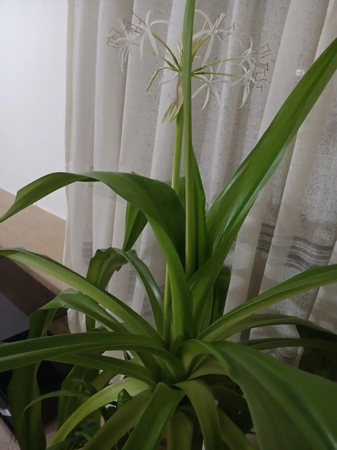 گل مادر|گل و گیاه طبیعی|شیراز, محراب|دیوار