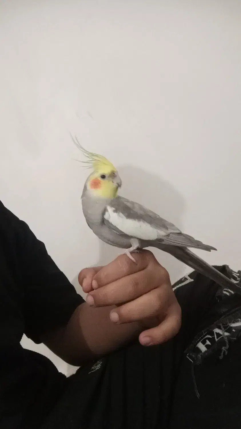 عروس هلندی جفت|پرنده|حمیدیه, |دیوار