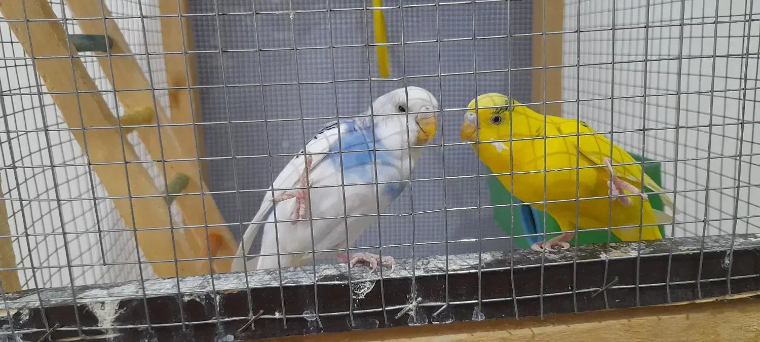 مرغ عشق|پرنده|ایلام, |دیوار