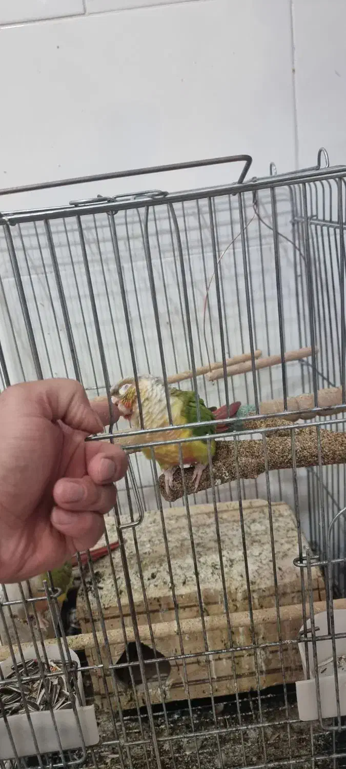 گیرینچیک|پرنده|صدرا-فارس, فاز ۲|دیوار