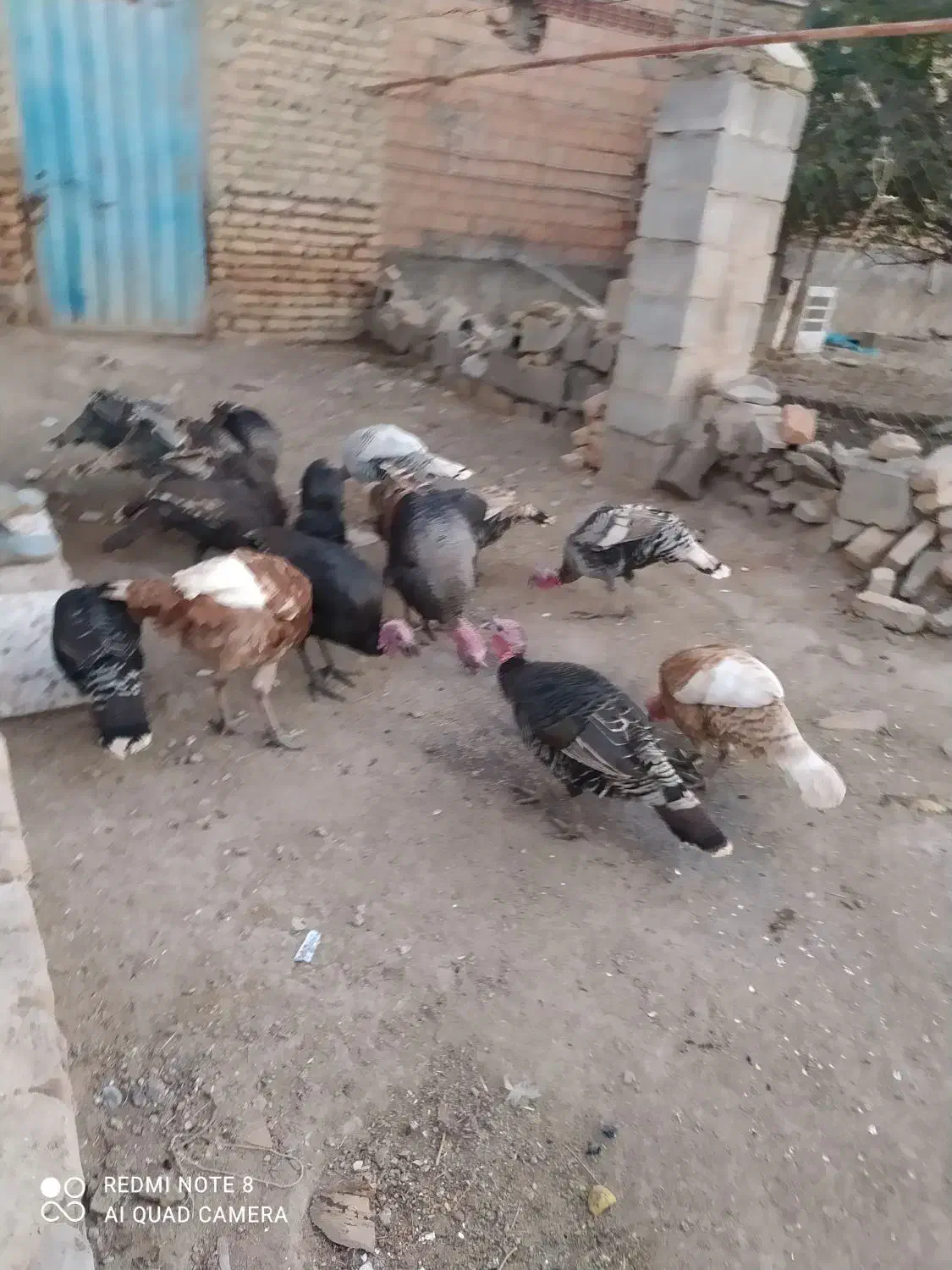 فروش بوقلمون ماده ونر|حیوانات مزرعه|انبارآلوم, |دیوار