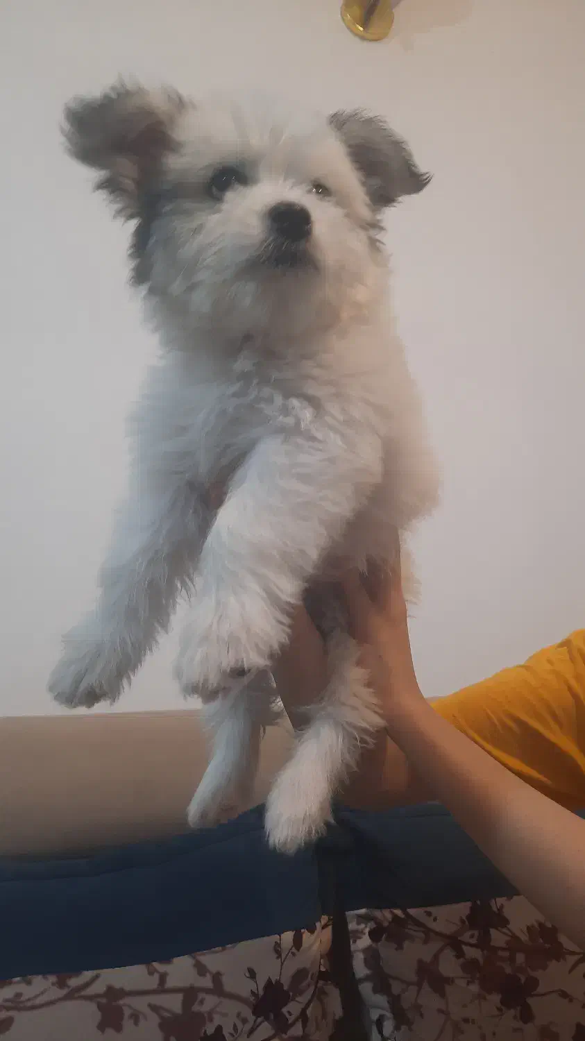 فروش توله سگ شیتزو|سگ|فیروزآباد (فارس), |دیوار