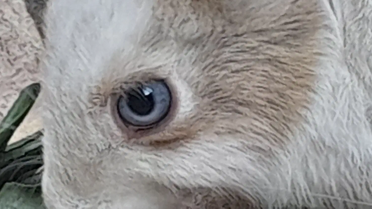 خرگوش نازو باتربیت|موش و خرگوش|بیرجند, |دیوار