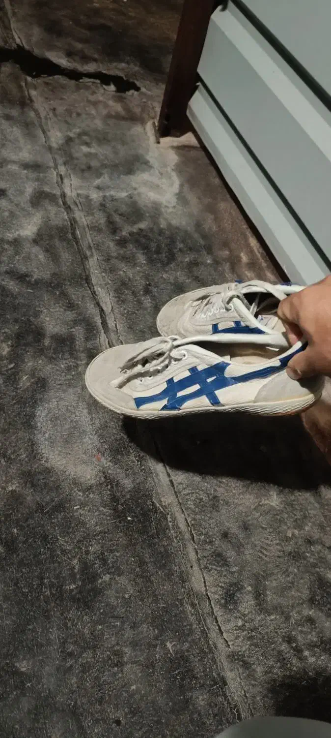 کفش سالنی تایگر|کیف، کفش، کمربند|سردشت, |دیوار