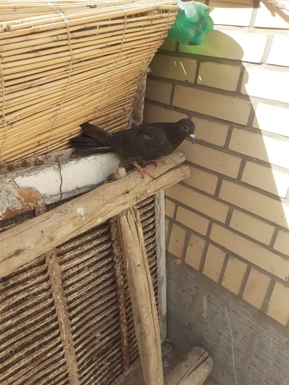 جوجه المانی|پرنده|زهک, |دیوار