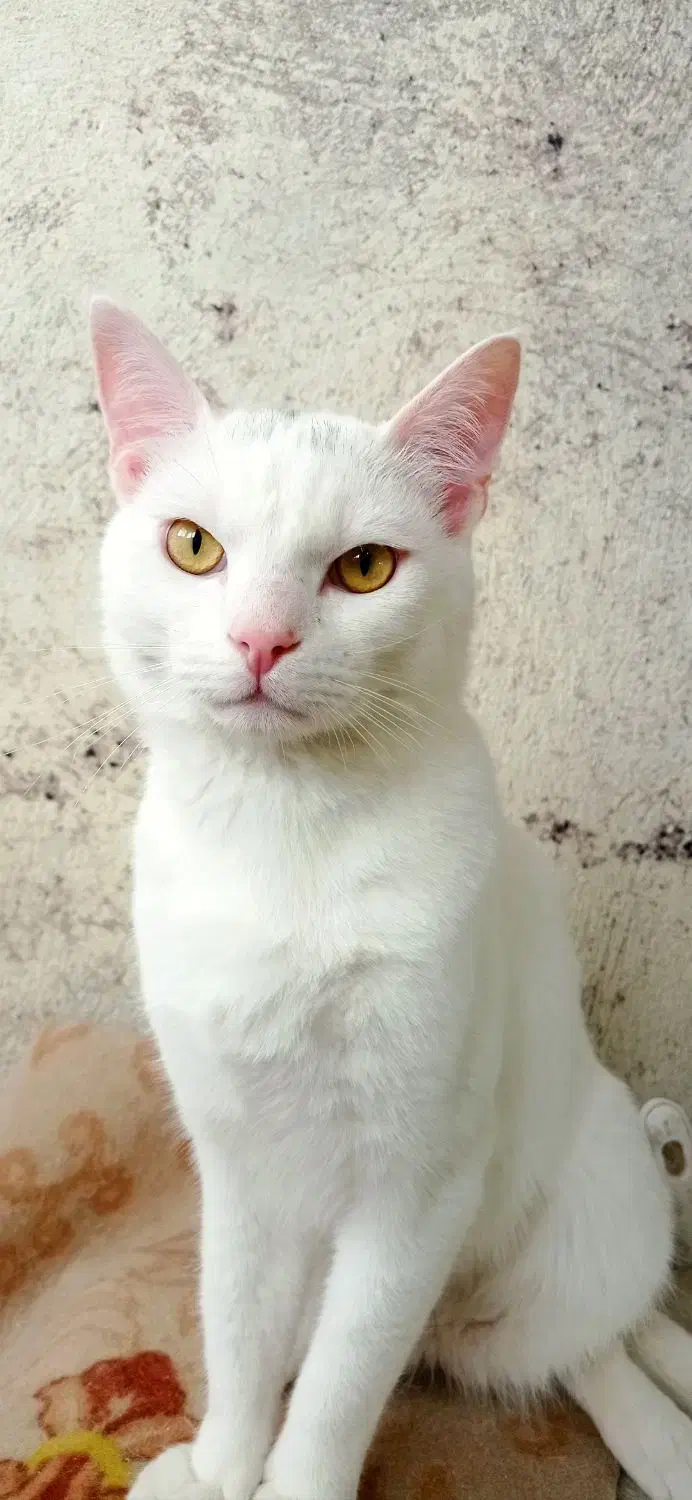 گربه گمشده|گربه|رینه, |دیوار