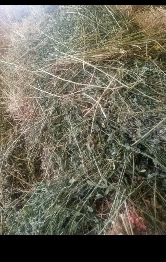 یونجه|عمدهفروشی|قوچان, |دیوار