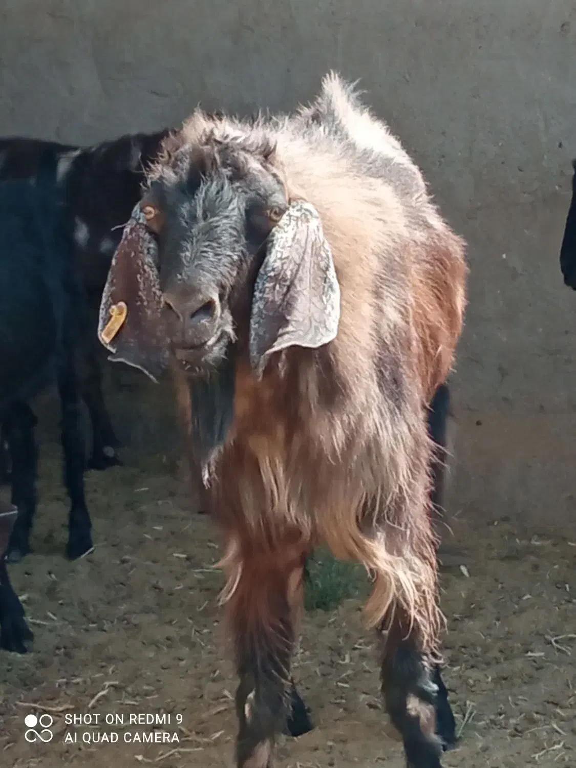 تکشاد نژادی|حیوانات مزرعه|تیمور آباد, |دیوار