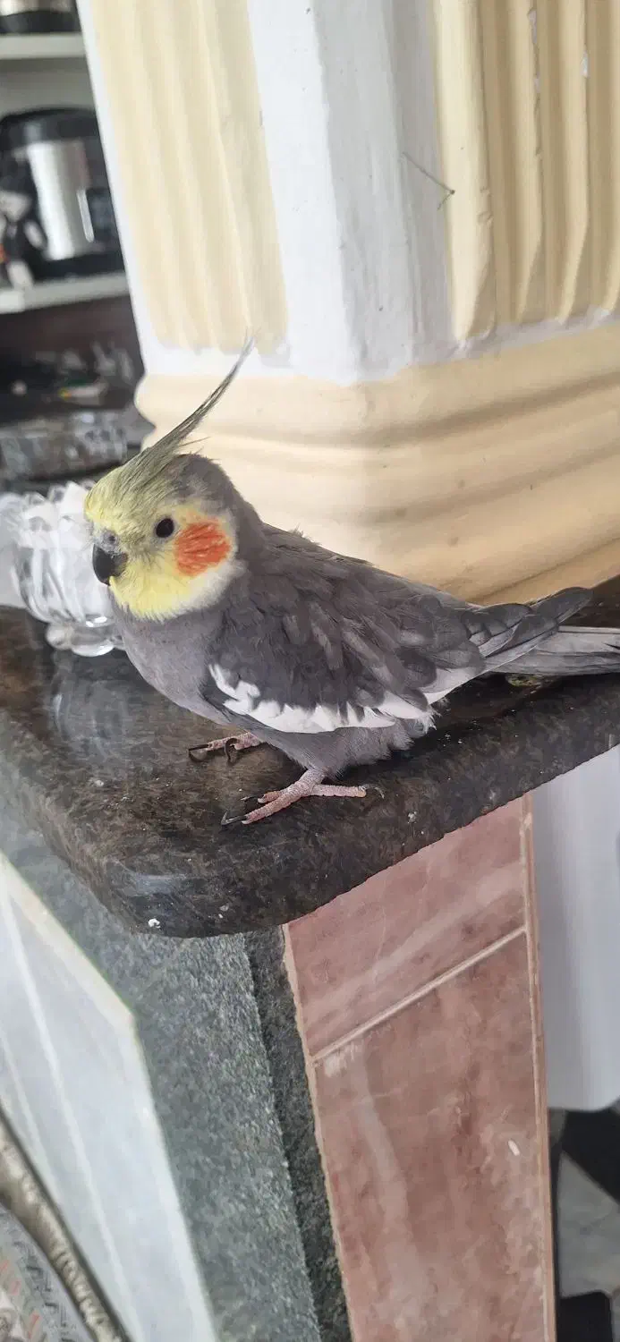 عروس هلندی|پرنده|جوین, |دیوار