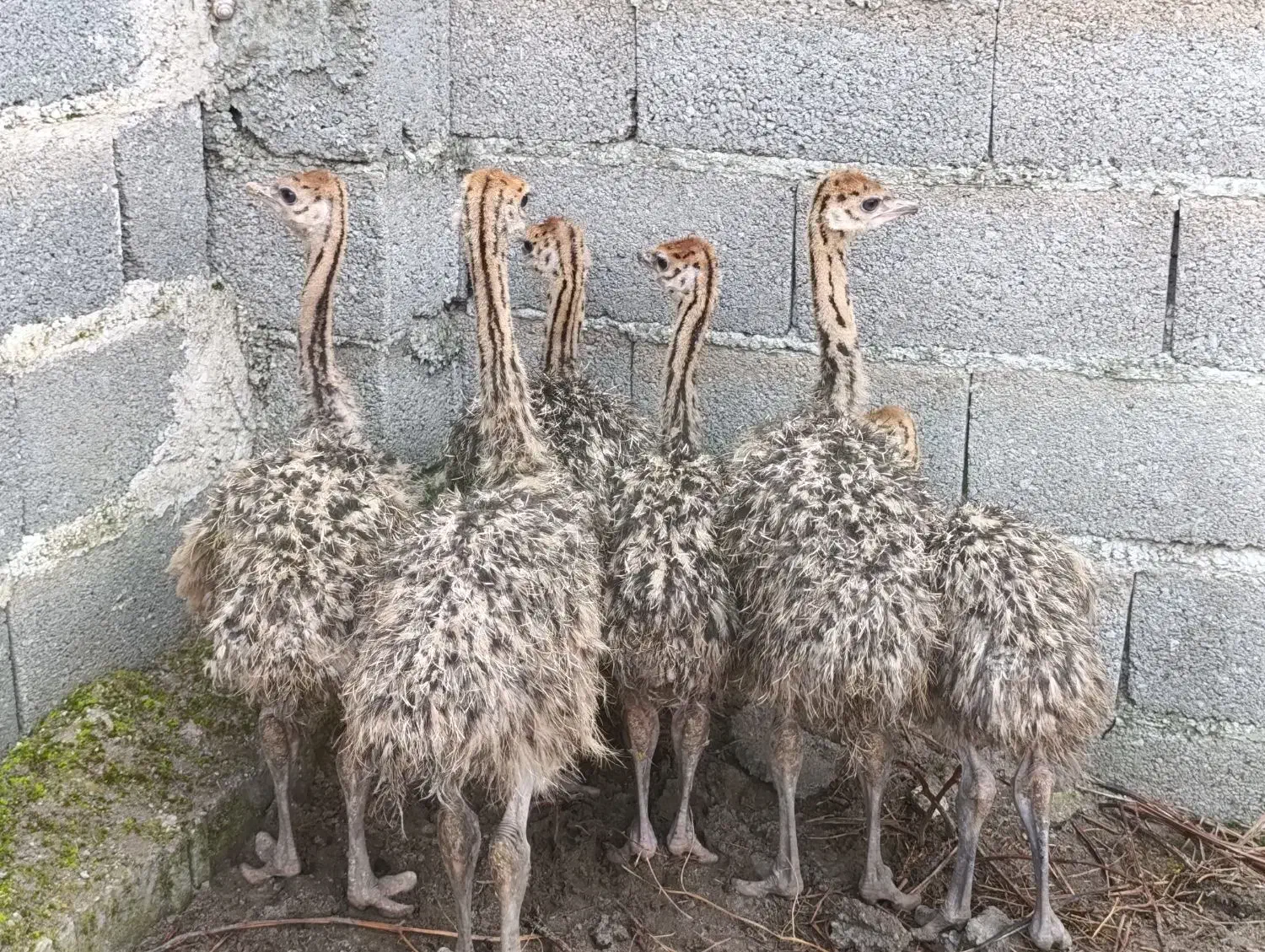 جوجه شترمرغ|حیوانات مزرعه|لاهیجان, طالقانی|دیوار
