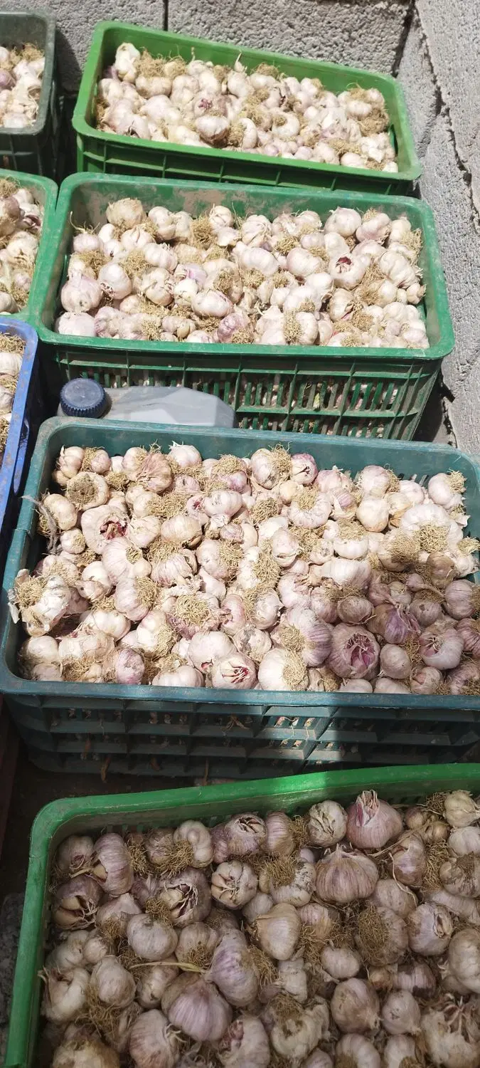 سیر مغان|خوردنی و آشامیدنی|اصلاندوز, |دیوار