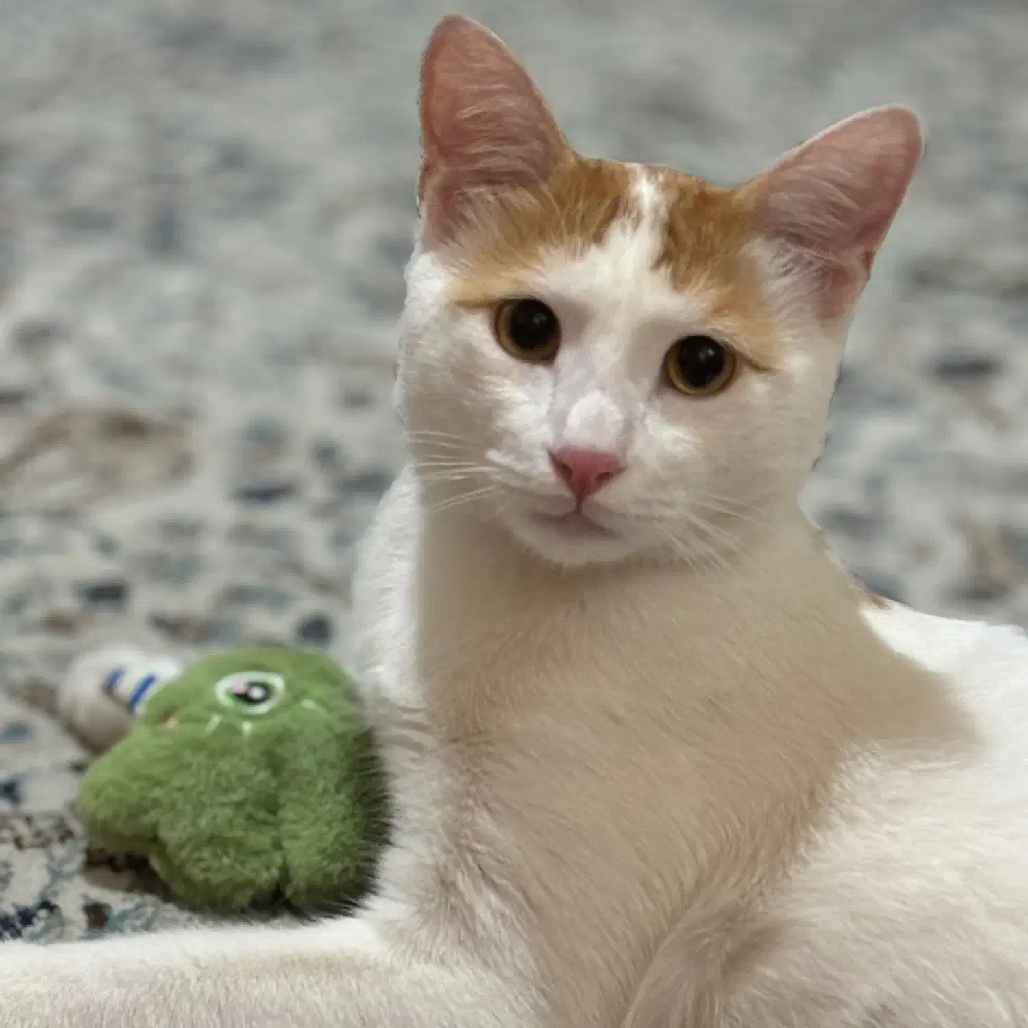 گربه|حیوانات|زنجان, |دیوار