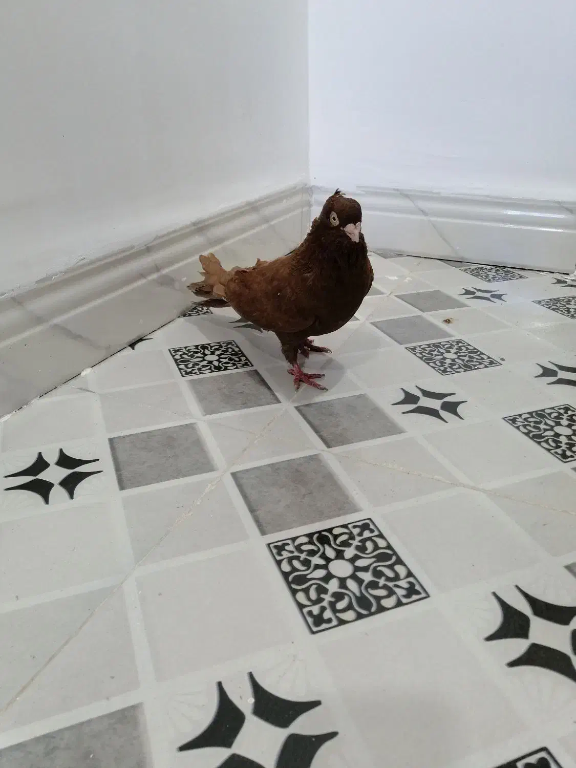 نر سرخ سربستانی|پرنده|شادگان, |دیوار