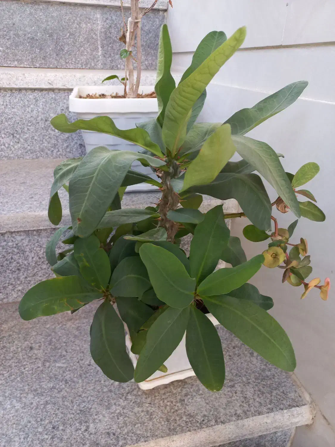 گلهای سرحال و شاداب|گل و گیاه طبیعی|بناب, |دیوار