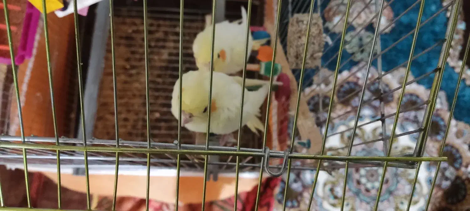 یک جفت عروس هلندی لوتینو سالم|پرنده|قم, شاه ابراهیم|دیوار