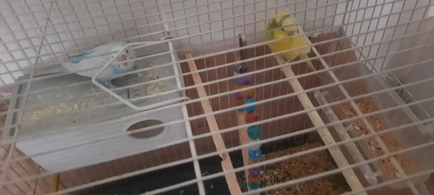 پرنده|پرنده|مشهد, کشف|دیوار