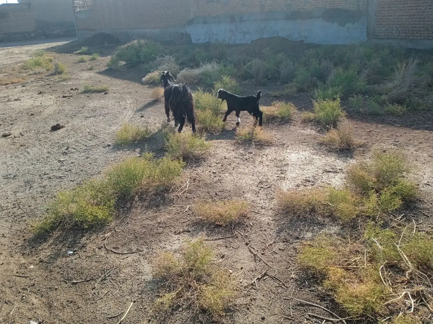 بز جوان با بچه|حیوانات مزرعه|میاندوآب, |دیوار