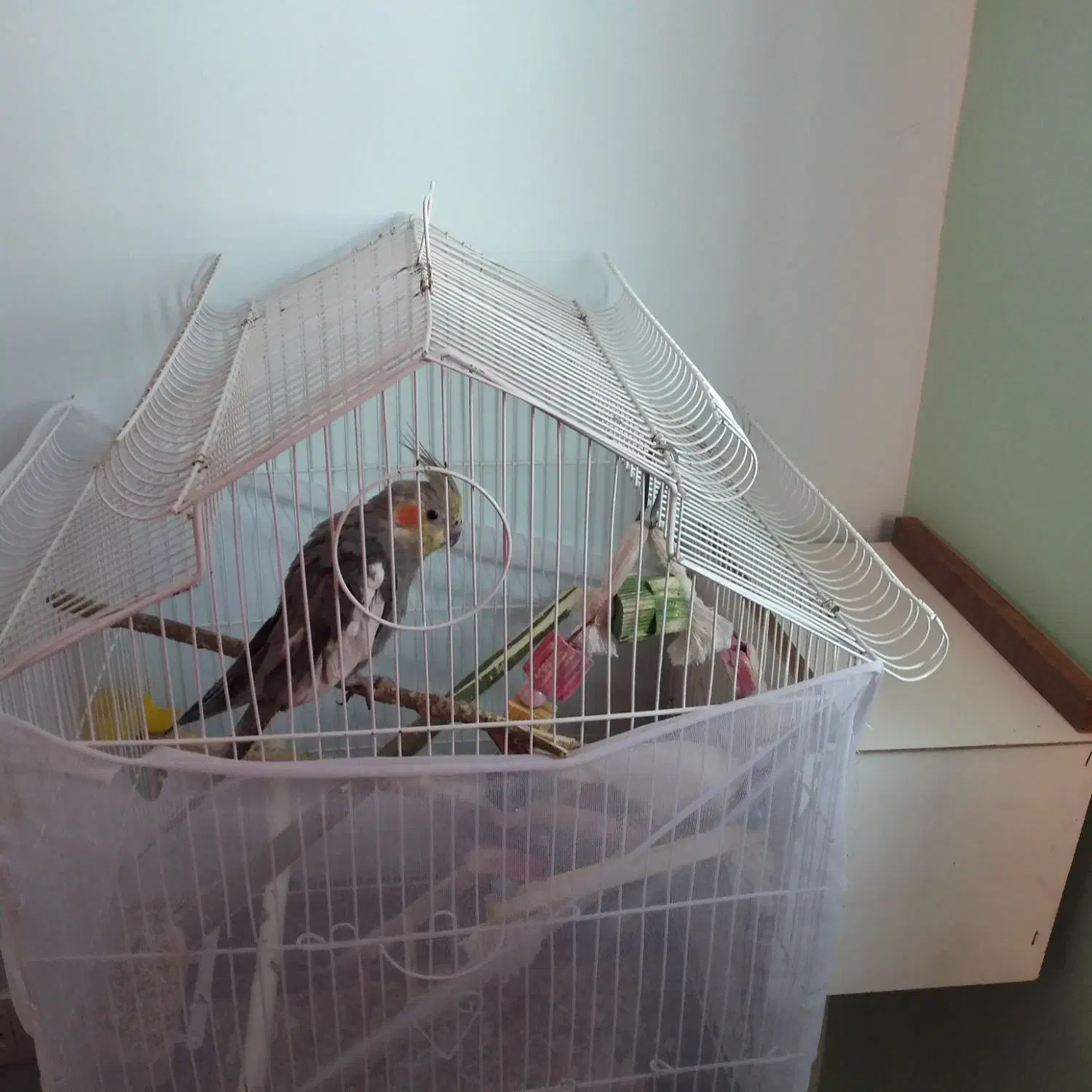 جفت عروس هلندی|پرنده|بجنورد, |دیوار