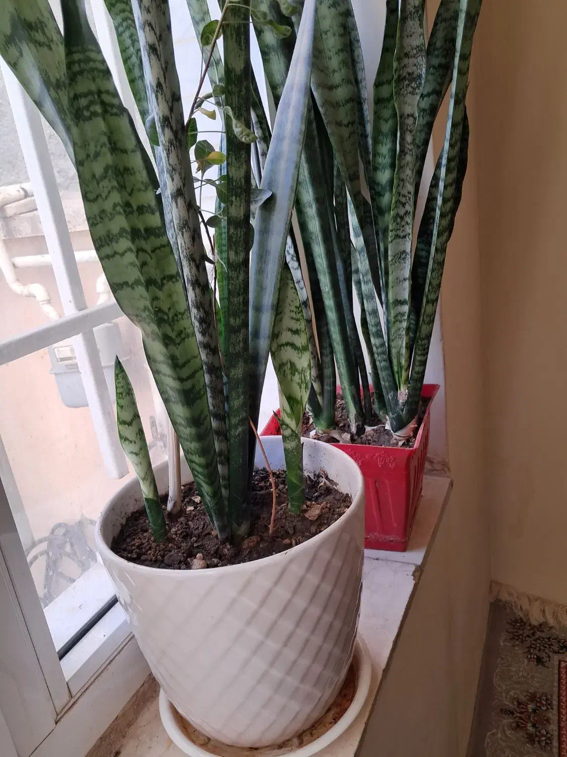 گل و گلدان|گل و گیاه طبیعی|کرمانشاه, |دیوار