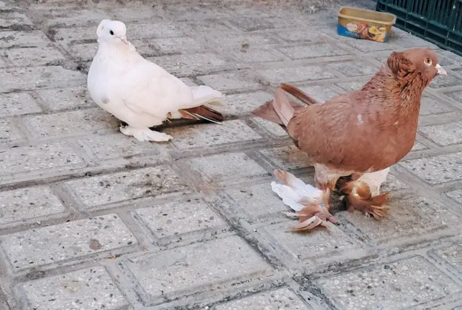 کبوتر پاپر و کاکلی|پرنده|گرگان, |دیوار