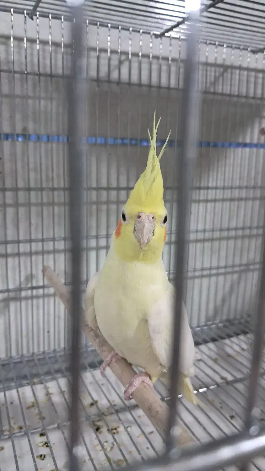 پرنده فروشی چیکو|پرنده|قیدار, |دیوار