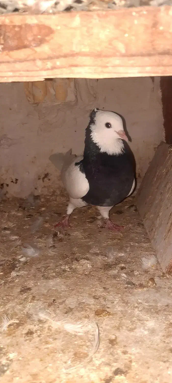 طوقی|پرنده|بهبهان, |دیوار