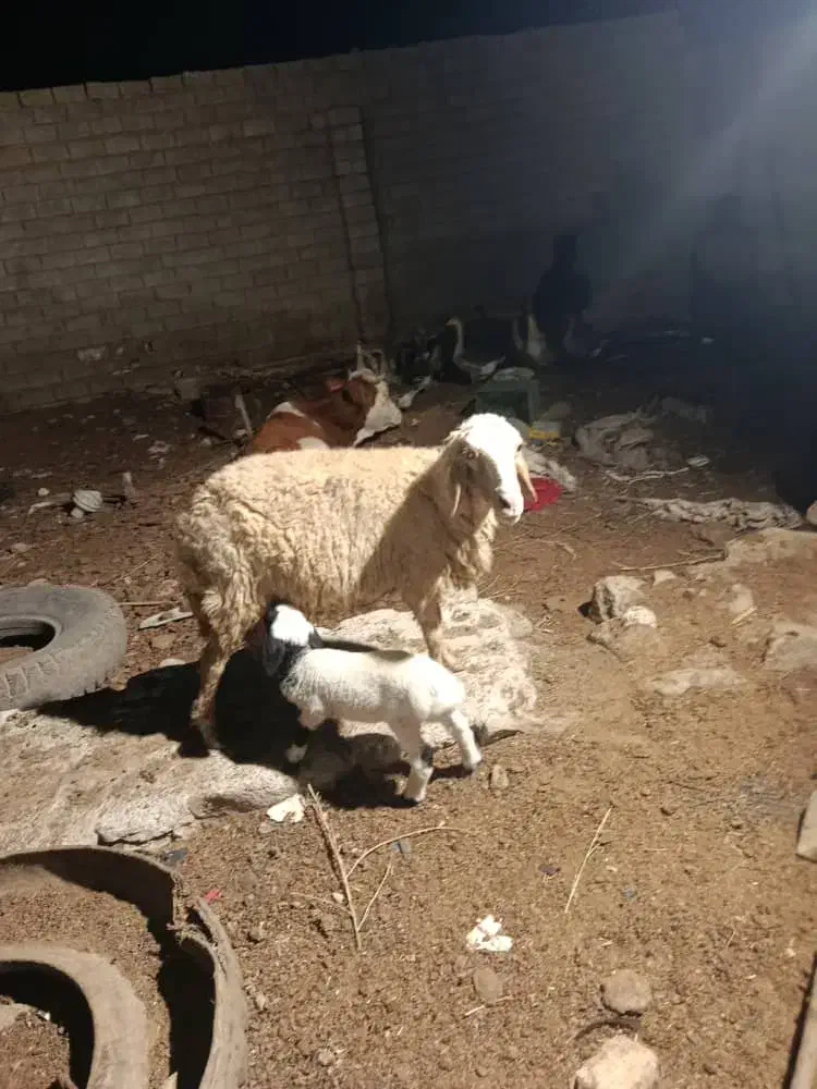 گوسفند با بره نر درجه یک|حیوانات مزرعه|کارون, |دیوار