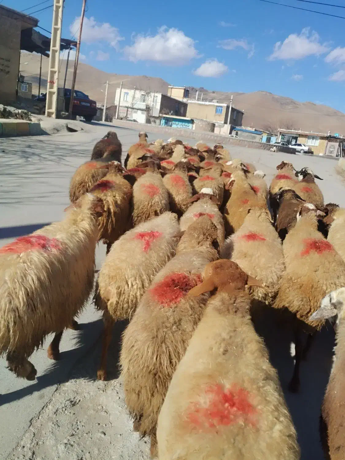 گوسفند|حیوانات مزرعه|سنندج, |دیوار