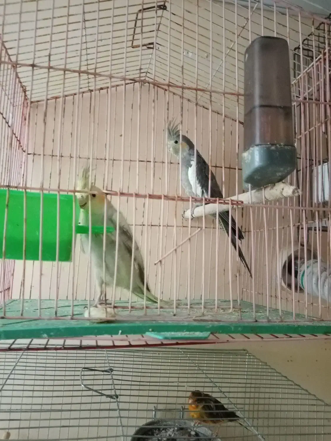 سره و..|پرنده|اراک, |دیوار