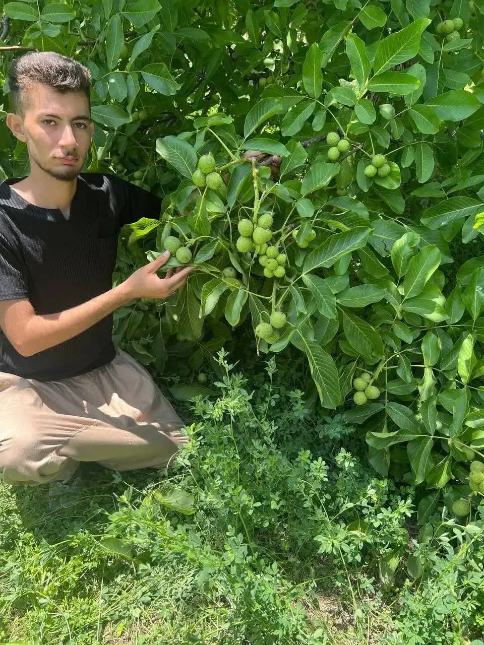 تولید درخت گردو خوشه ای|خدمات باغبانی و درختکاری|بندر گز, |دیوار