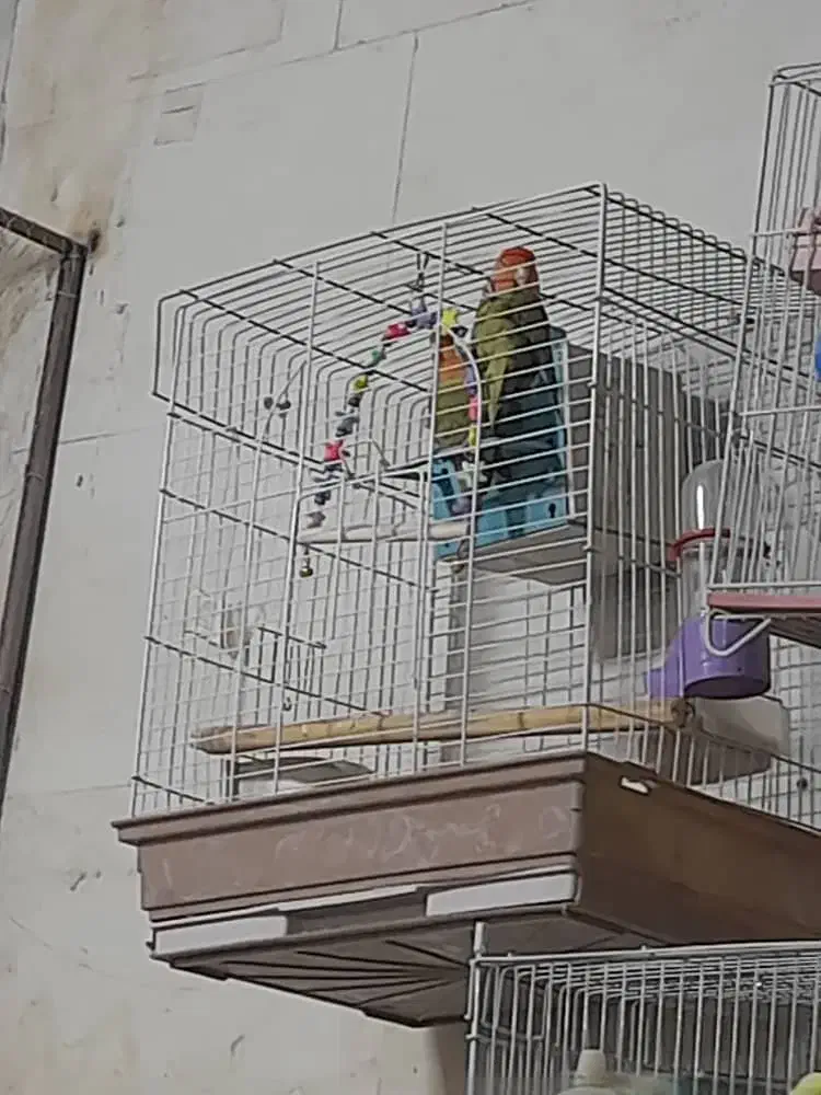 کوتوله برزیلی مولد|پرنده|اصفهان, باتون|دیوار