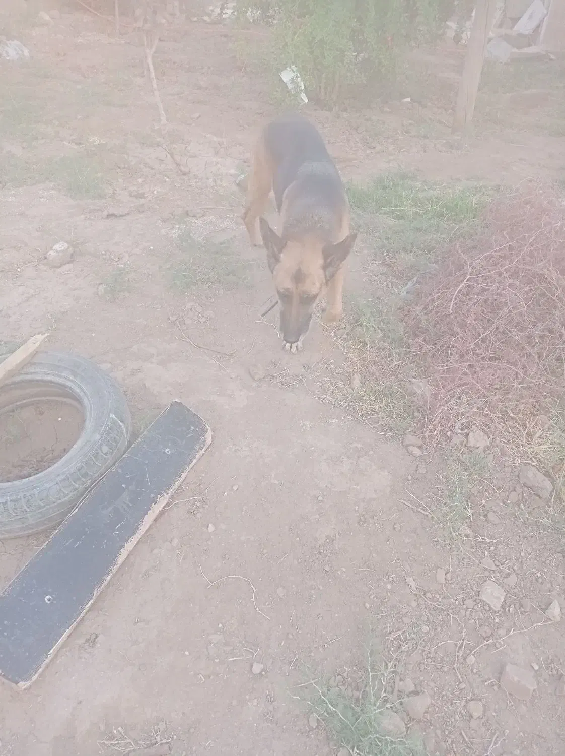 سگ ژرمن|سگ|سبزوار, توحیدشهر|دیوار