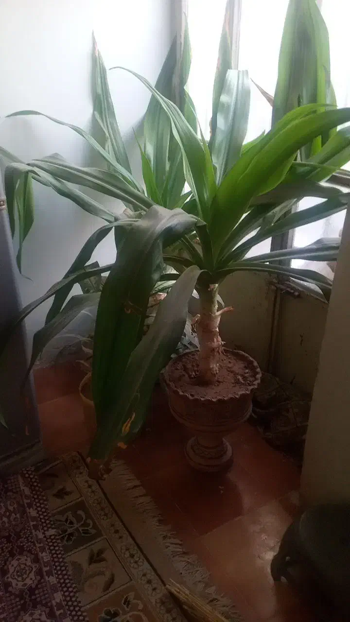 فروش گل اشک ملکه زیبا|گل مصنوعی|لردگان, |دیوار