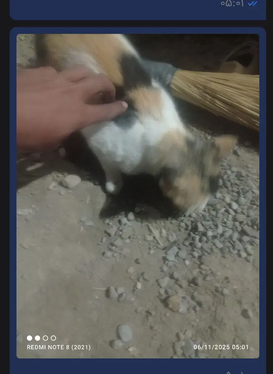 واگذاری گربه|گربه|زابل, |دیوار