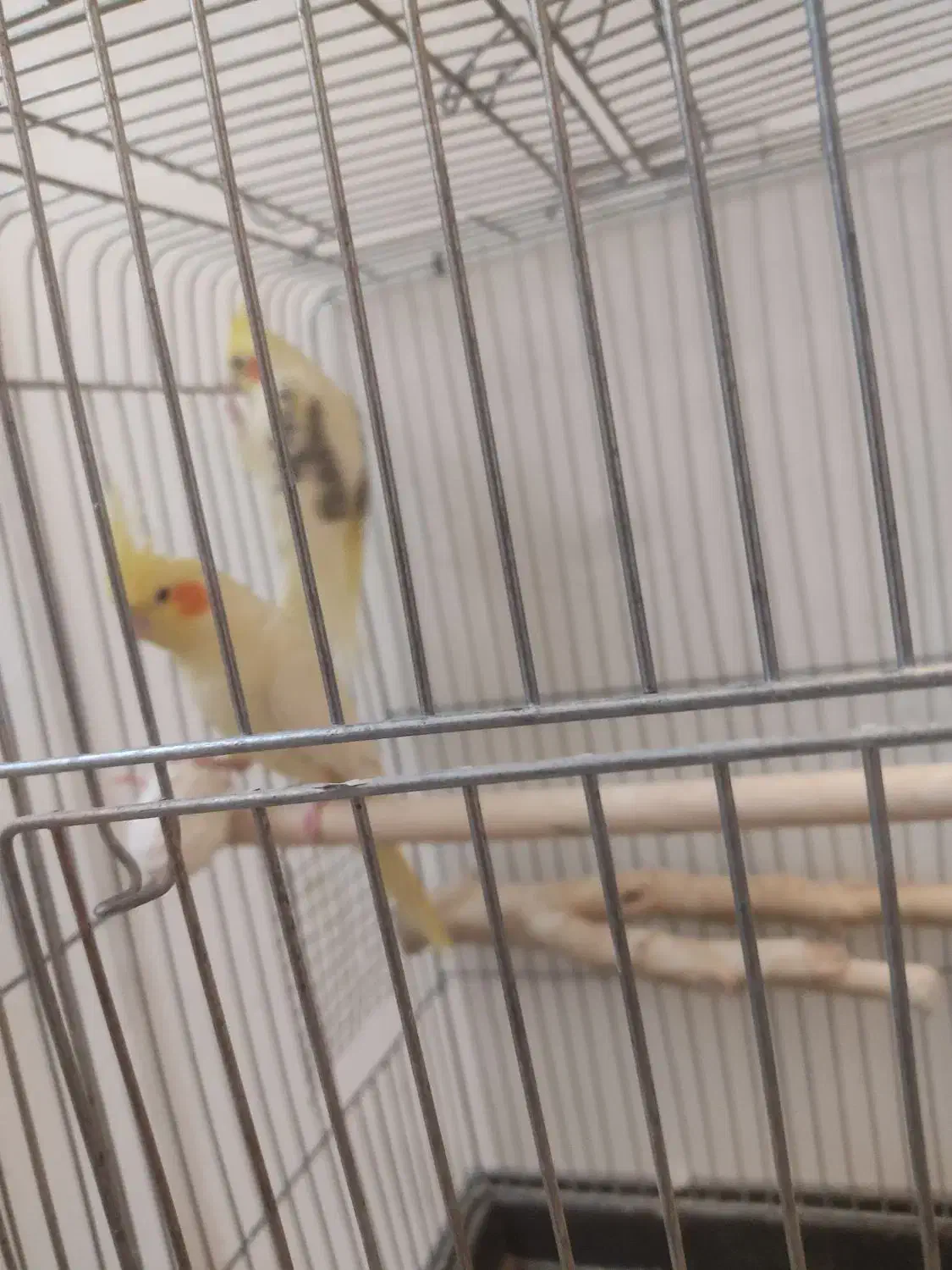 جفت مولد عروس|پرنده|خمین, |دیوار