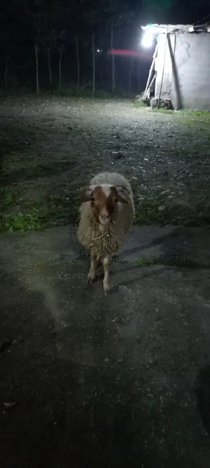 گوسفند نریکساله|حیوانات مزرعه|رشت, بازار|دیوار