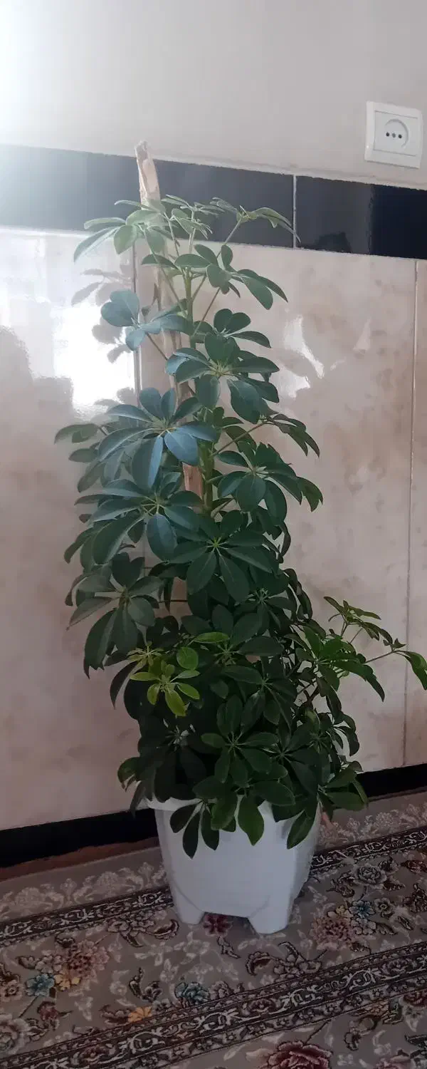 فروشی|رختخواب، بالش، پتو|جوانرود, |دیوار