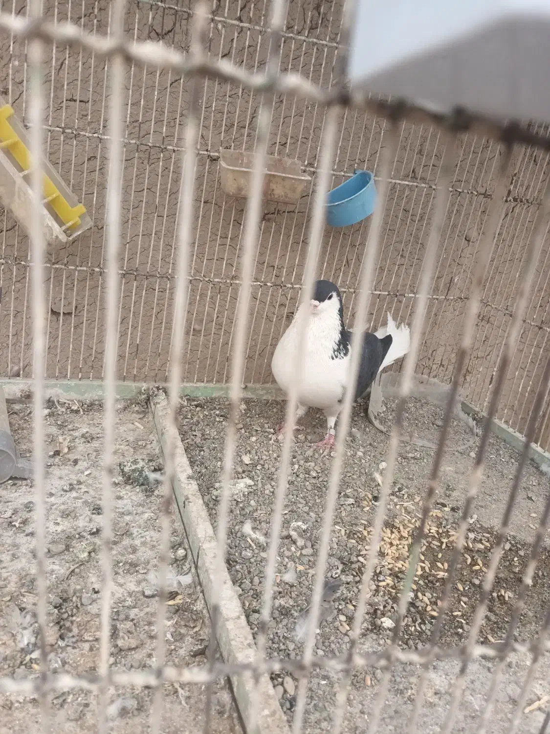 دمگیر نر|پرنده|اصفهان, فردوان|دیوار