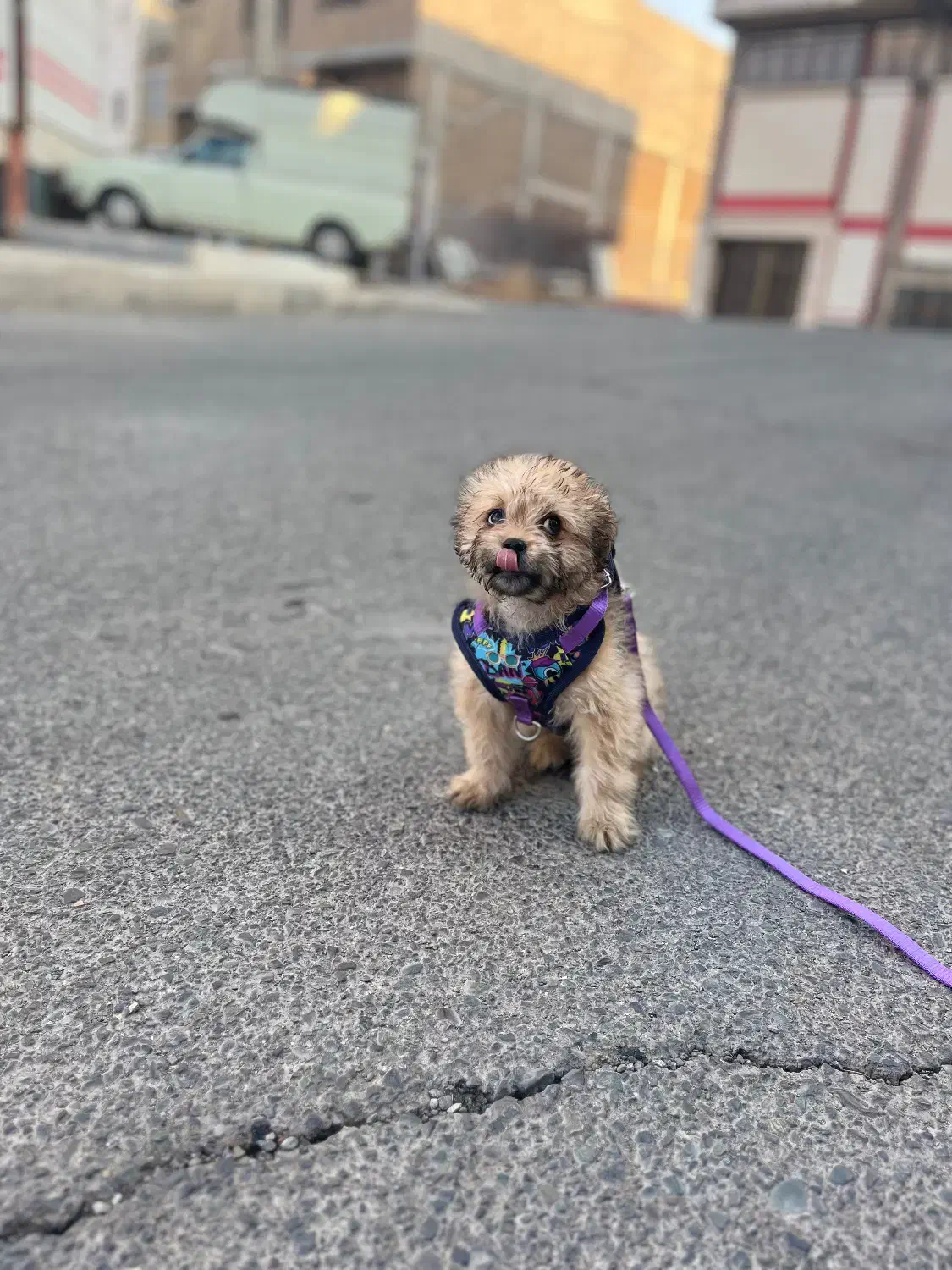 سگ پامرین پتروشین|سگ|اشتهارد, |دیوار