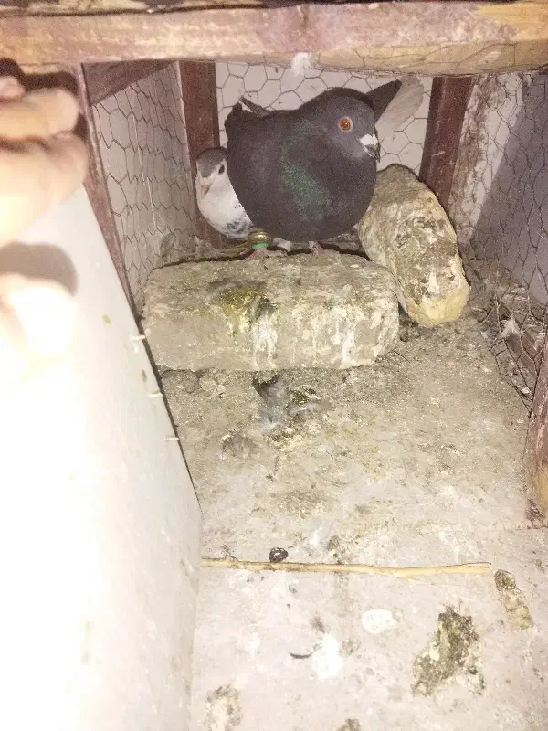 لوازم کفتر|لوازم جانبی حیوانات|مشهد, رضاییه|دیوار