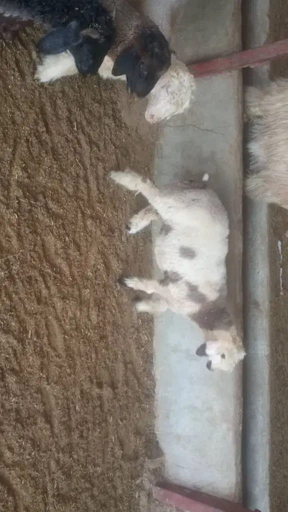 با سلام 6راس بره چاق و سبک به فروش میرسد|حیوانات مزرعه|مرودشت, مجد آباد|دیوار