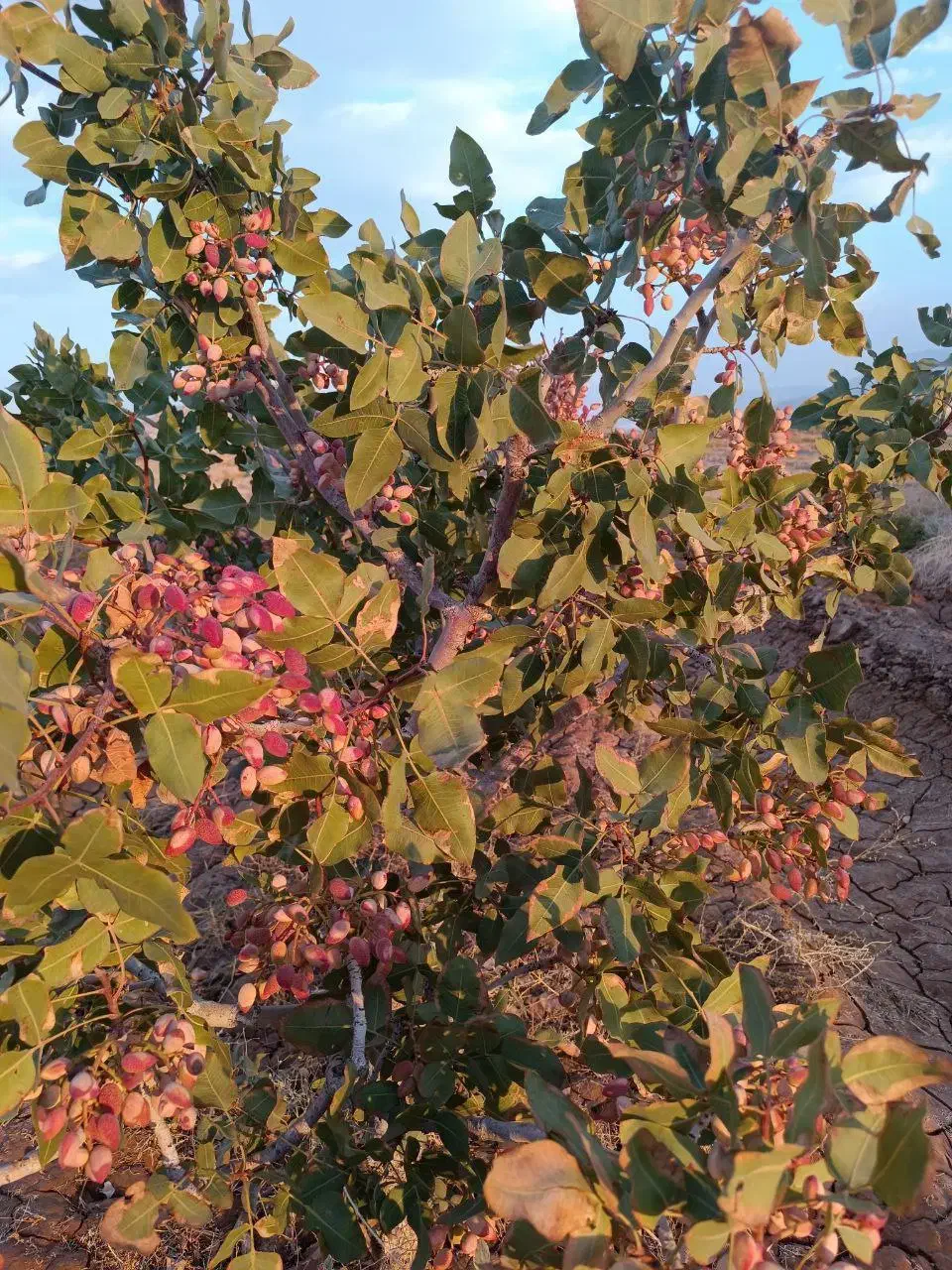 فروش باغ کشاورزی پسته احمدآقای  با سهمیه آب چاه|فروش دفتر صنعتی، کشاورزی، تجاری|نیریز, |دیوار