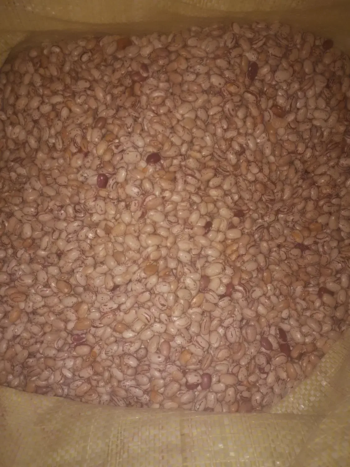 لوبیا چیتی|حراج|همدان, |دیوار