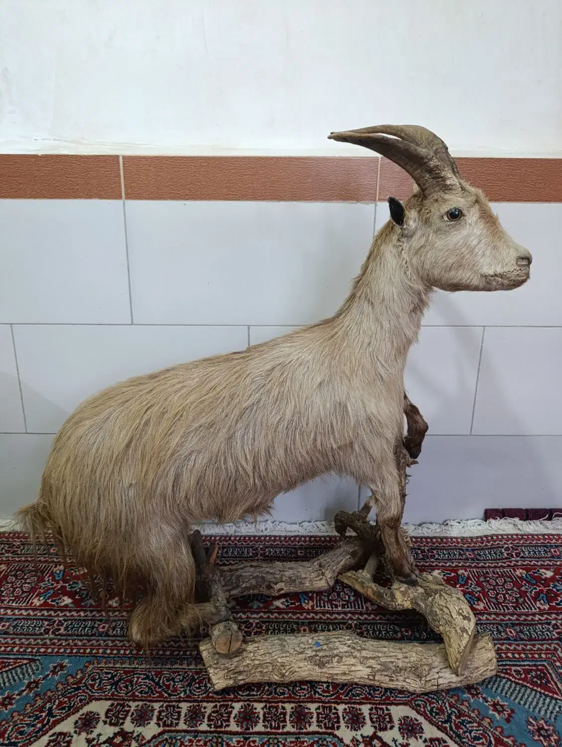 مجسمه.بز|مجسمه، تندیس، ماکت|خرم‌آباد, |دیوار